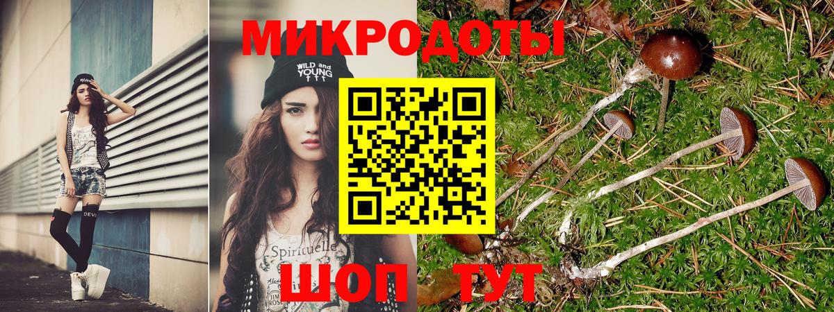 Галлюциногенные грибы Psilocybe  купить наркотики цена  Курчалой 